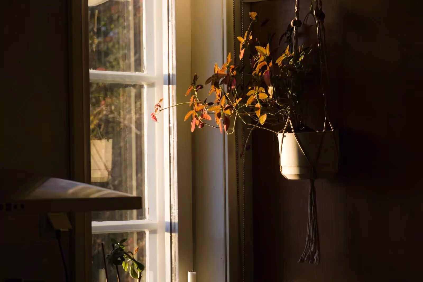 Evening light through a window with a hanging plant in a quiet room
